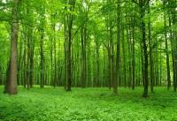 Фотообои густой лес