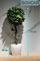 искусственное декоративное дерево бонсай 70 см